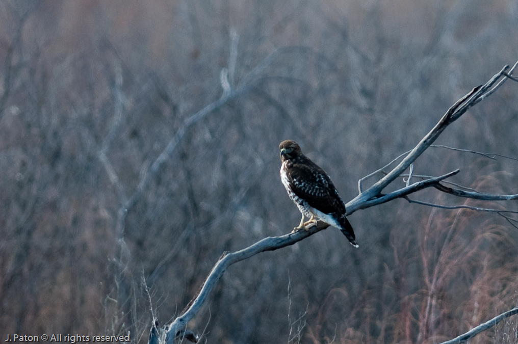 Unknown Hawk   Bosque del Apache National Wildlife Refuge, New Mexico