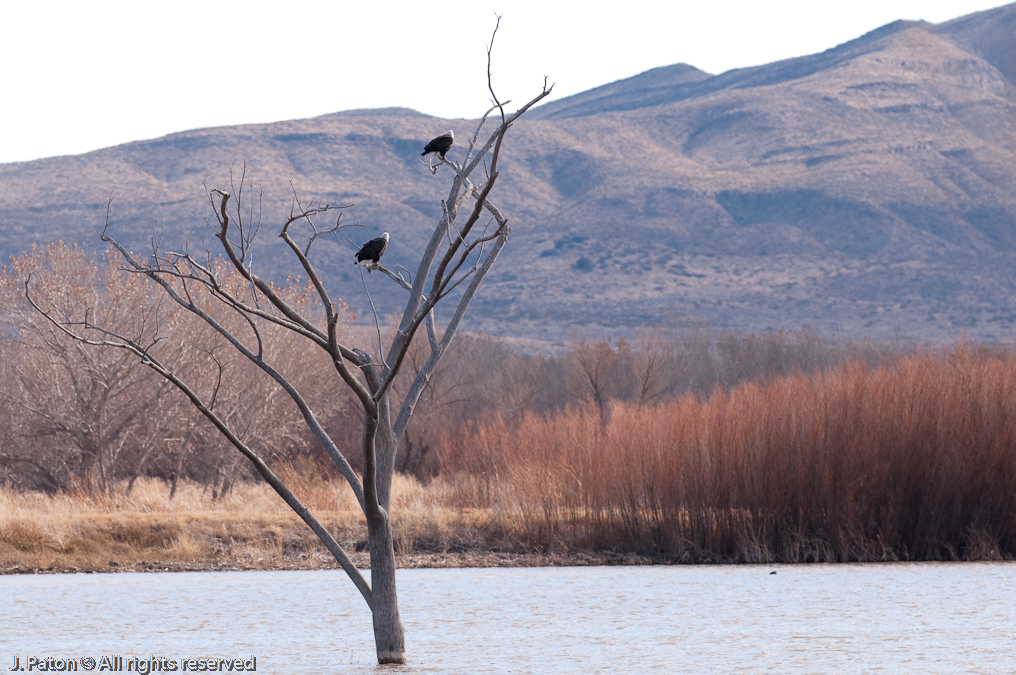 Eagles in Tree   Bosque del Apache National Wildlife Refuge, New Mexico