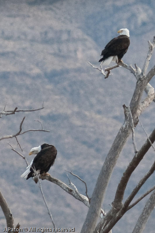 Two Bald Eagles   Bosque del Apache National Wildlife Refuge, New Mexico