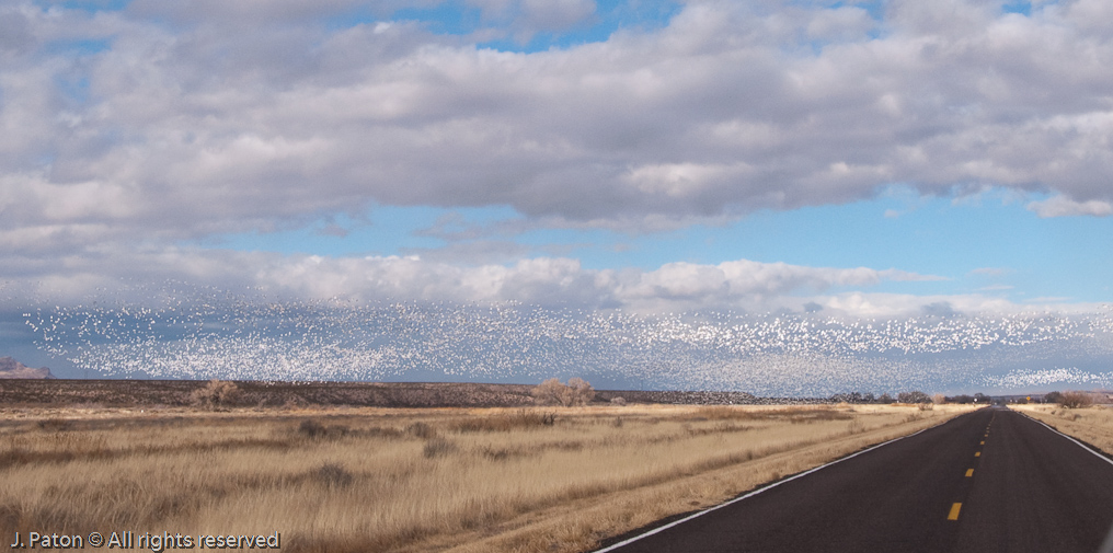 Huge Flock of Geese   Bosque del Apache National Wildlife Refuge, New Mexico
