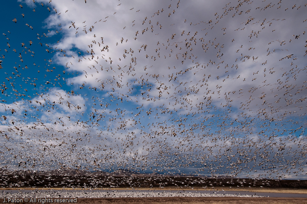 Swarm of Geese   Bosque del Apache National Wildlife Refuge, New Mexico