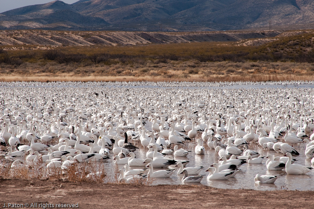 Lots of Geese   Bosque del Apache National Wildlife Refuge, New Mexico