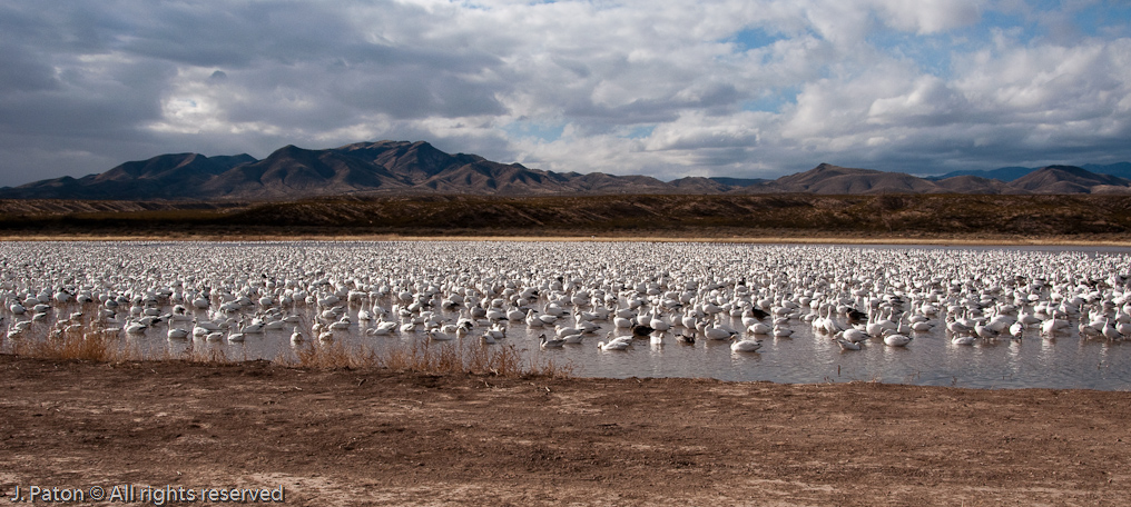 Wider View   Bosque del Apache National Wildlife Refuge, New Mexico