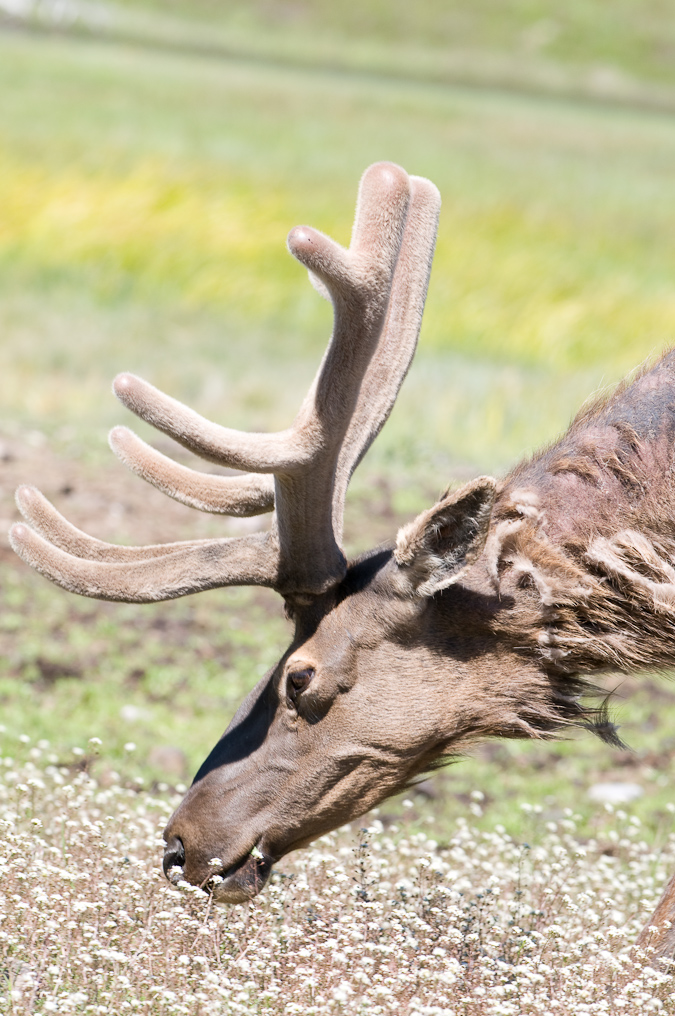 Elk  