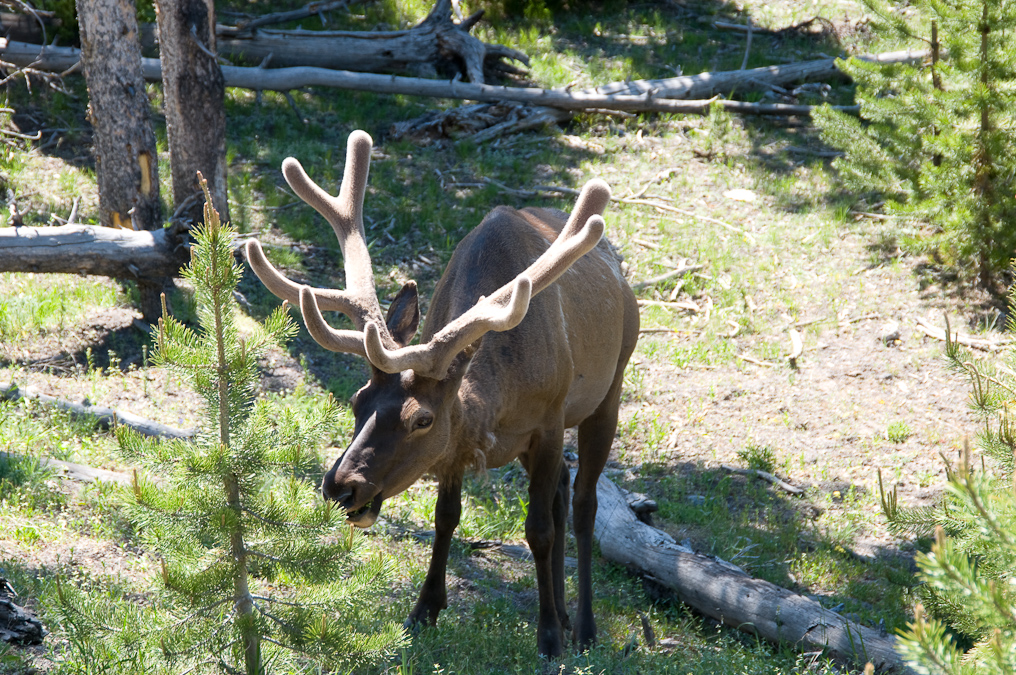 Elk  