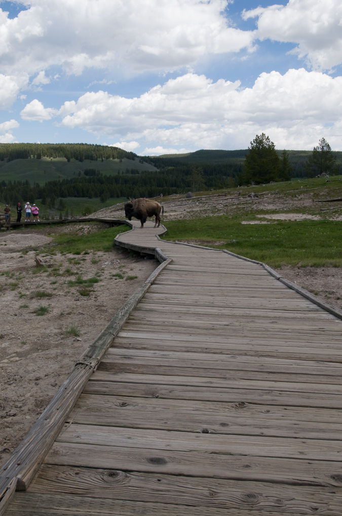 Bison on Boardwalk   Mud Volcano Area, Yellowstone National Park