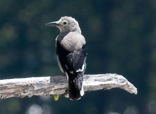 Clark's Nutcracker   Crater Lake National Park
