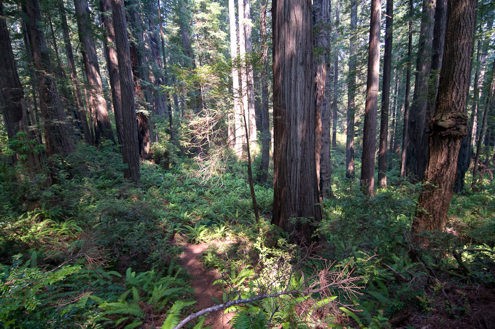 Ah-Pah Trail   Prairie Creek Redwood California State Park