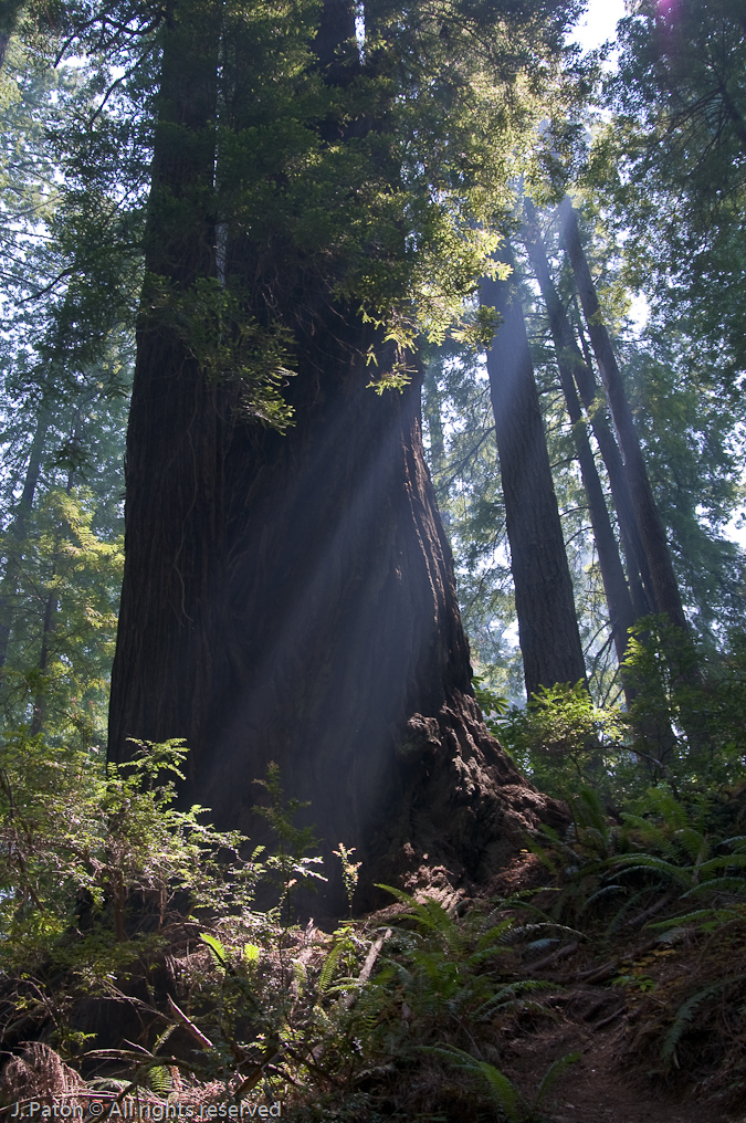 Sunlight   Prairie Creek Redwood California State Park