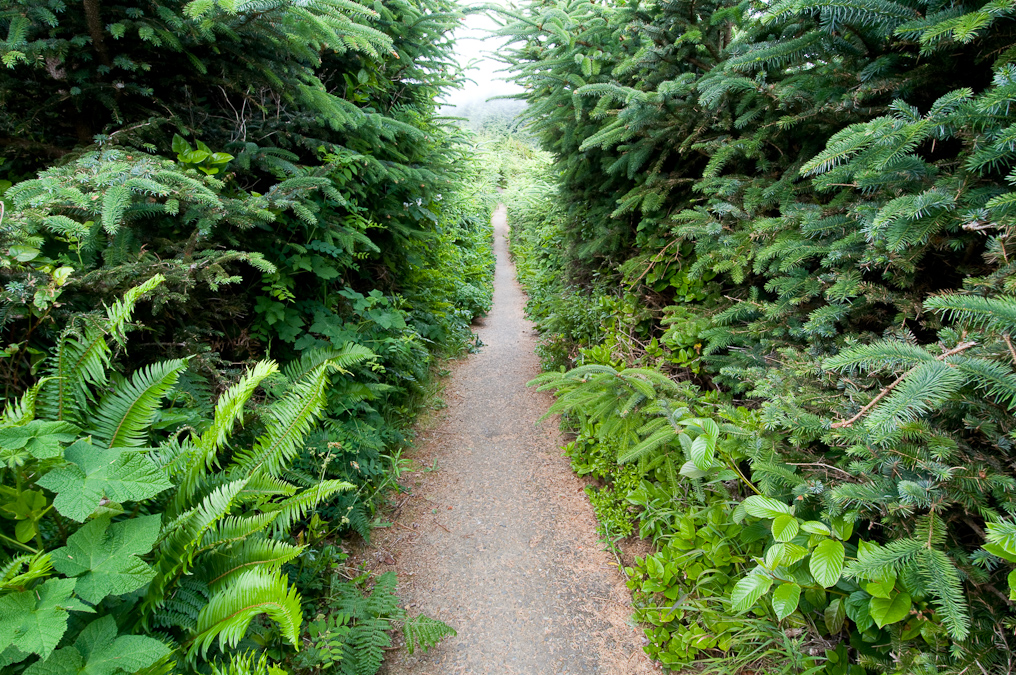 Coastline Trail   Cape Sebastian State Park