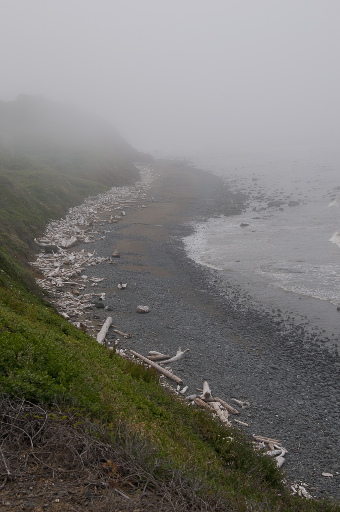 Driftwood Along Coast  