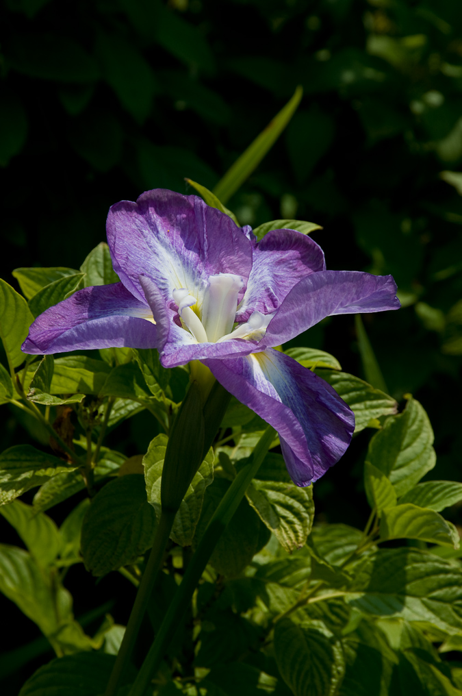 Flowers In Garden   Shore Acres State Park