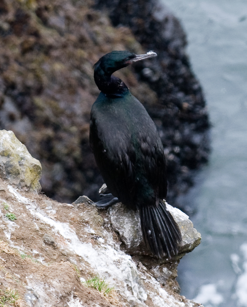 Brandt's Cormorant   Yaquina Head