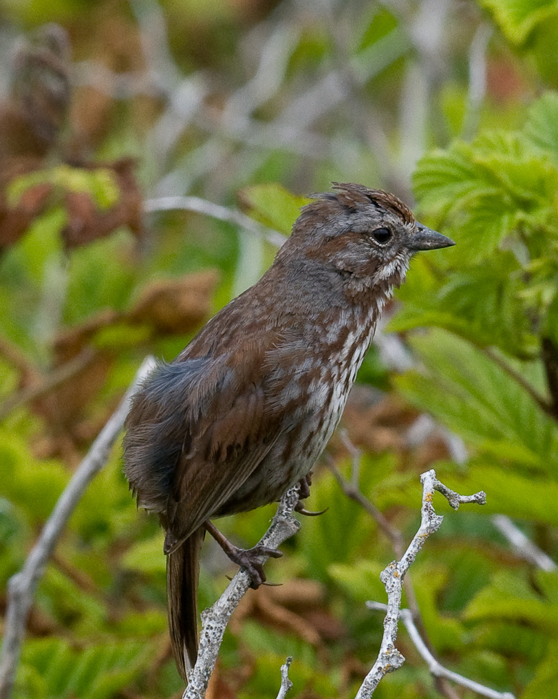 Song Sparrow   Yaquina Head