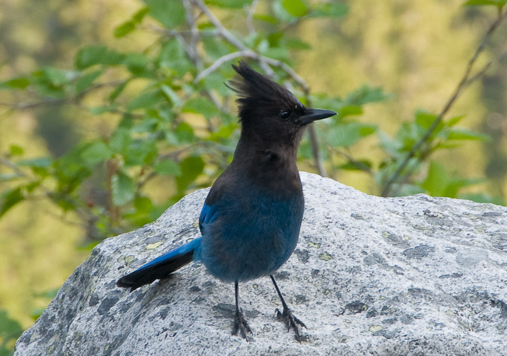 Stellar Jay   Mount Rainier National Park