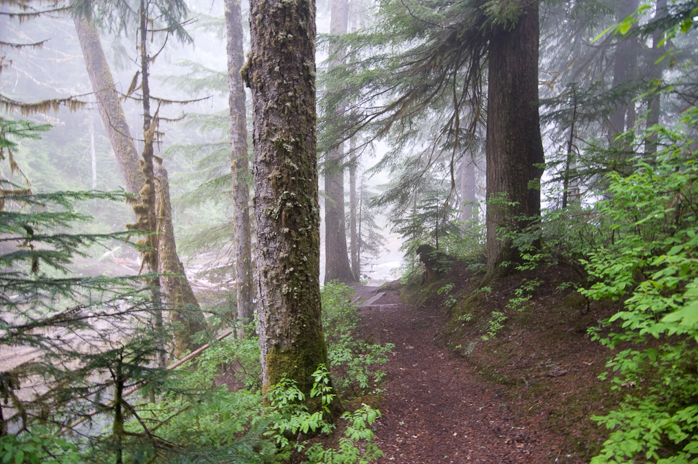 Trail Near Iron Creek Falls   Near Mount St. Helens East Entrance