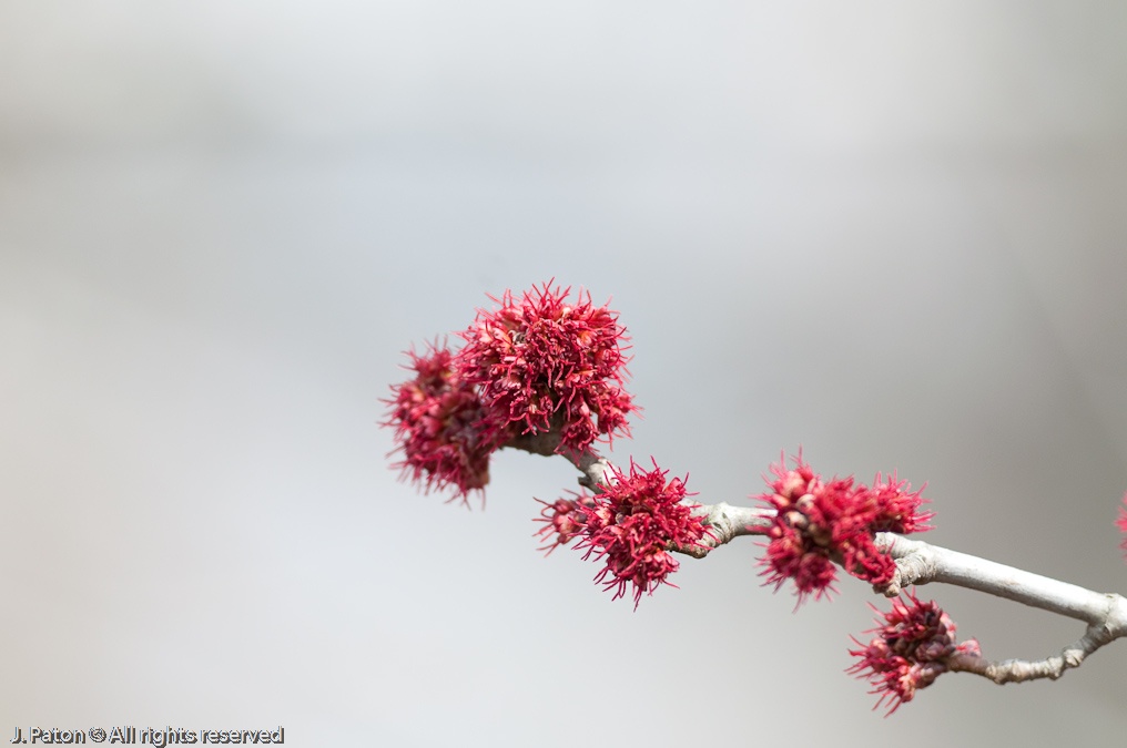 Some Color   Grassy Island Unit, Reelfoot National Wildlife Refuge, Tennessee and Kentucky