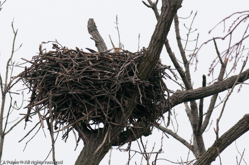Adult Bald Eagle Peeking Out of Nest   Levee Road Near the Mississippi River, Tennessee