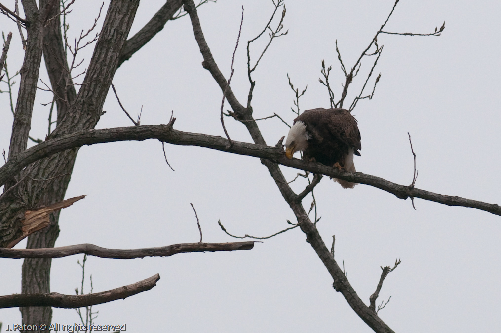 Bald Eagle   Levee Road Near the Mississippi River, Kentucky