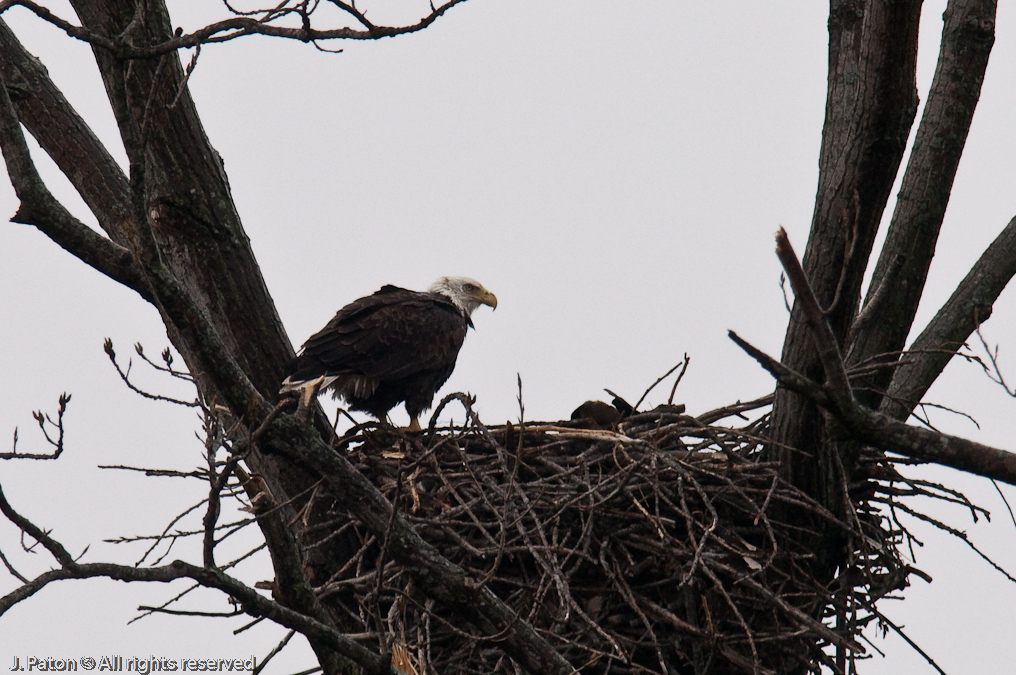 Bald Eagles on Levee Road   Levee Road Near the Mississippi River, Tennessee