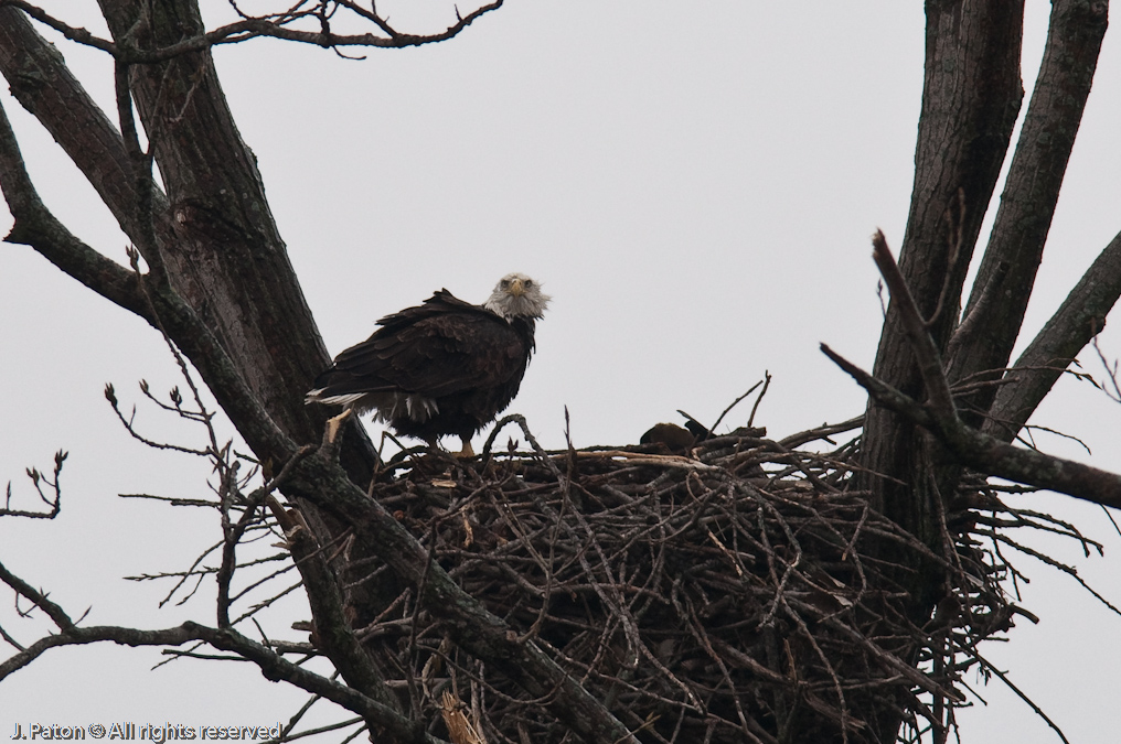 Bald Eagles on Levee Road   Levee Road Near the Mississippi River, Tennessee
