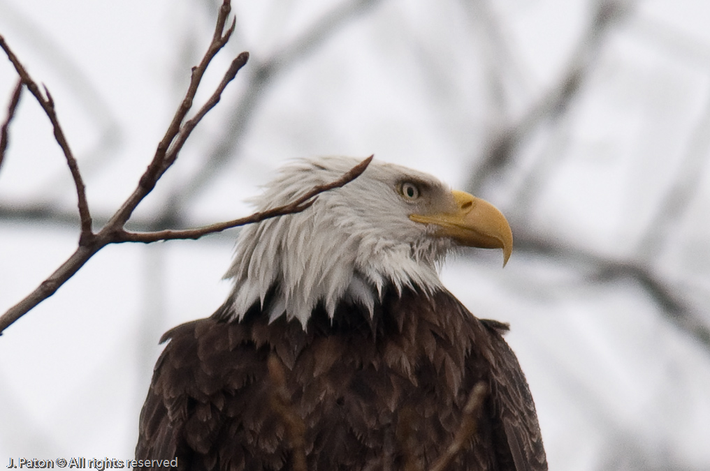 Bald Eagles on Levee Road   Levee Road Near the Mississippi River, Tennessee