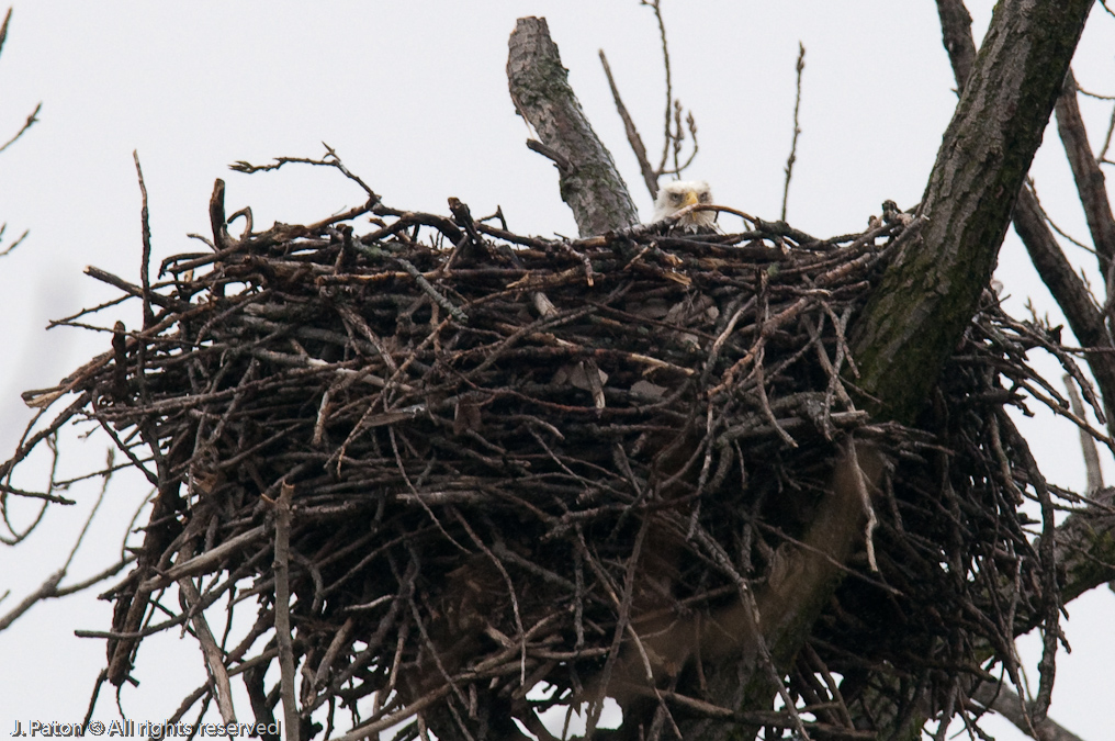 Bald Eagles on Levee Road   Levee Road Near the Mississippi River, Kentucky