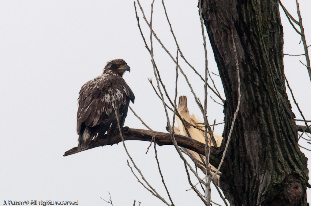Immature Bald Eagle on Levee Road   Levee Road Near the Mississippi River, Kentucky