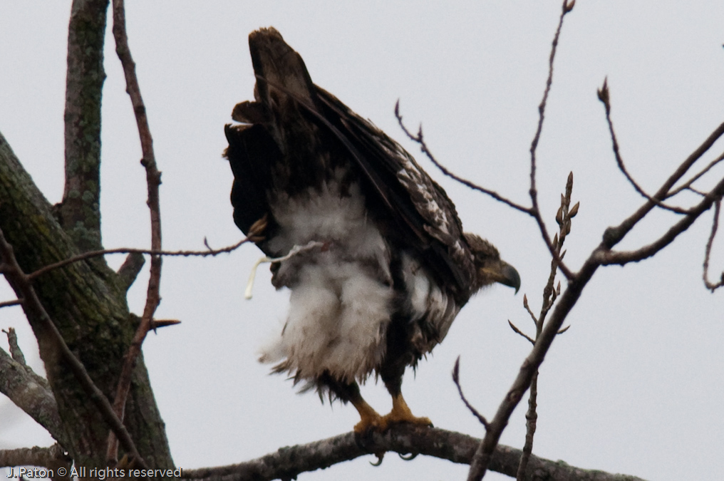 Very Immature Bald Eagle on Levee Road   Levee Road Near the Mississippi River, Kentucky