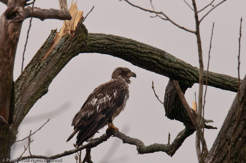 Immature Bald Eagle   Levee Road Near the Mississippi River, Kentucky