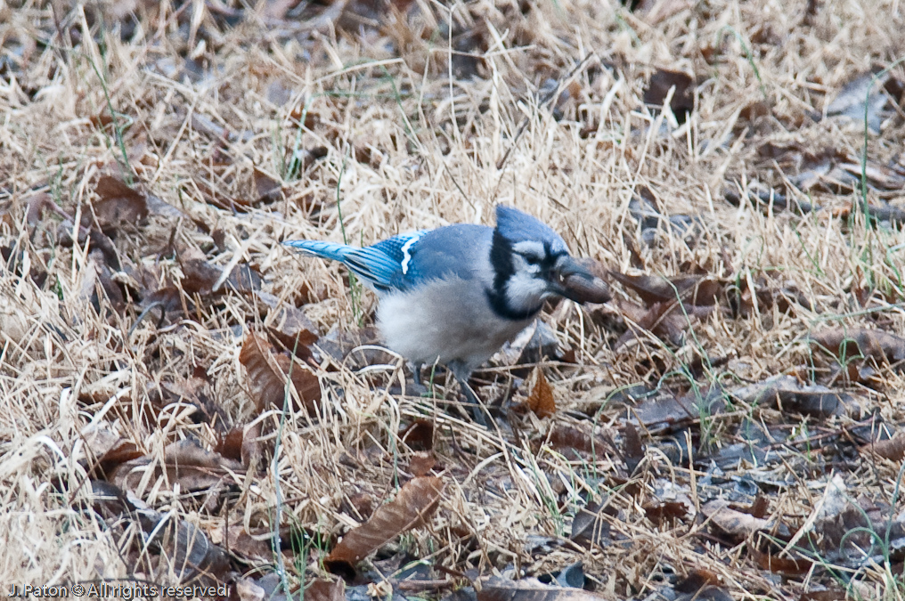    Reelfoot National Wildlife Refuge,  Tennessee