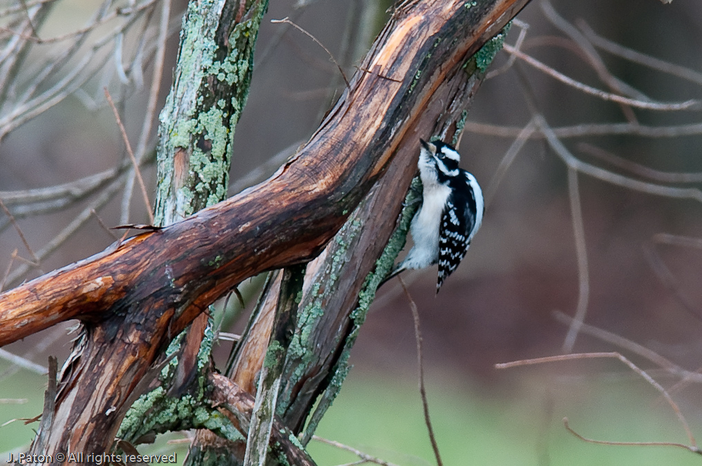 Downy Woodpecker   Reelfoot National Wildlife Refuge,  Tennessee