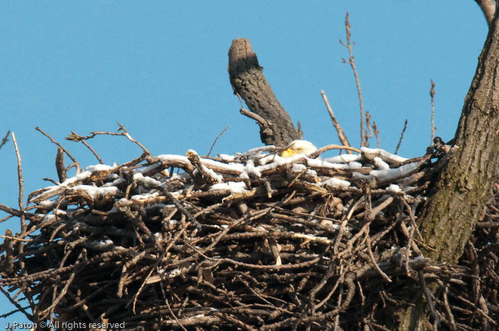 Another Peek from the Second Nest   Levee Road Near the Mississippi River, Kentucky