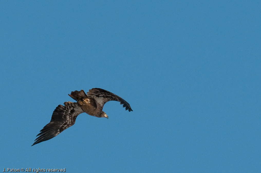 Immature Eagle Hovering over the Nest   Levee Road Near the Mississippi River, Kentucky
