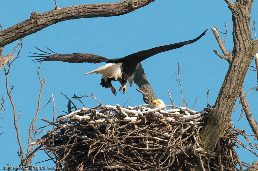 Adult Approaches The Nest   Levee Road Near the Mississippi River, Kentucky