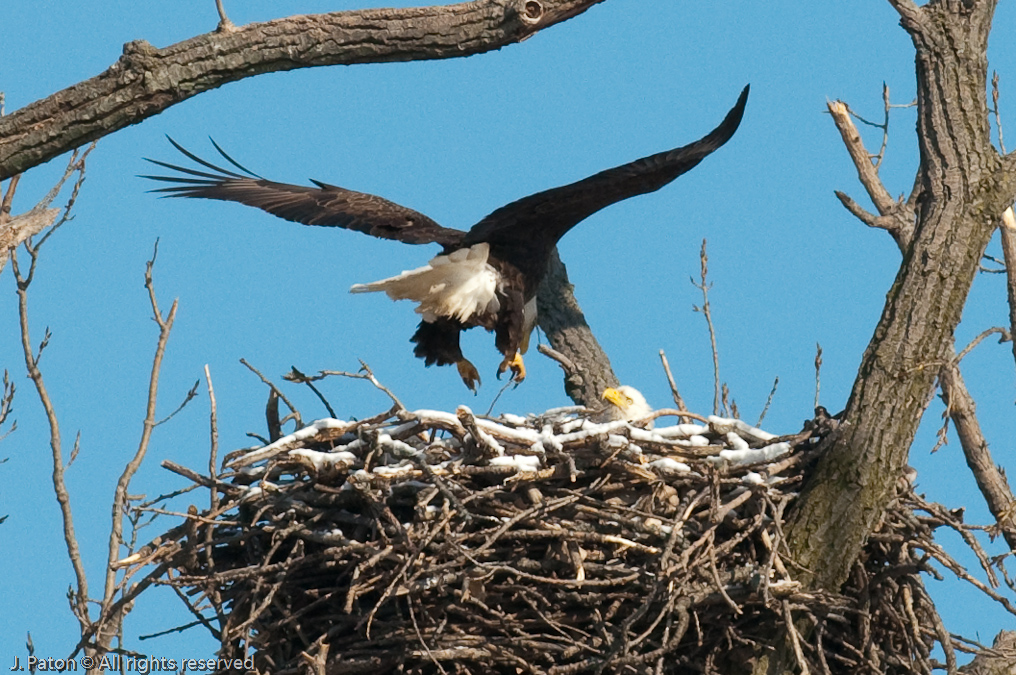 Adult Approaches The Nest   Levee Road Near the Mississippi River, Kentucky