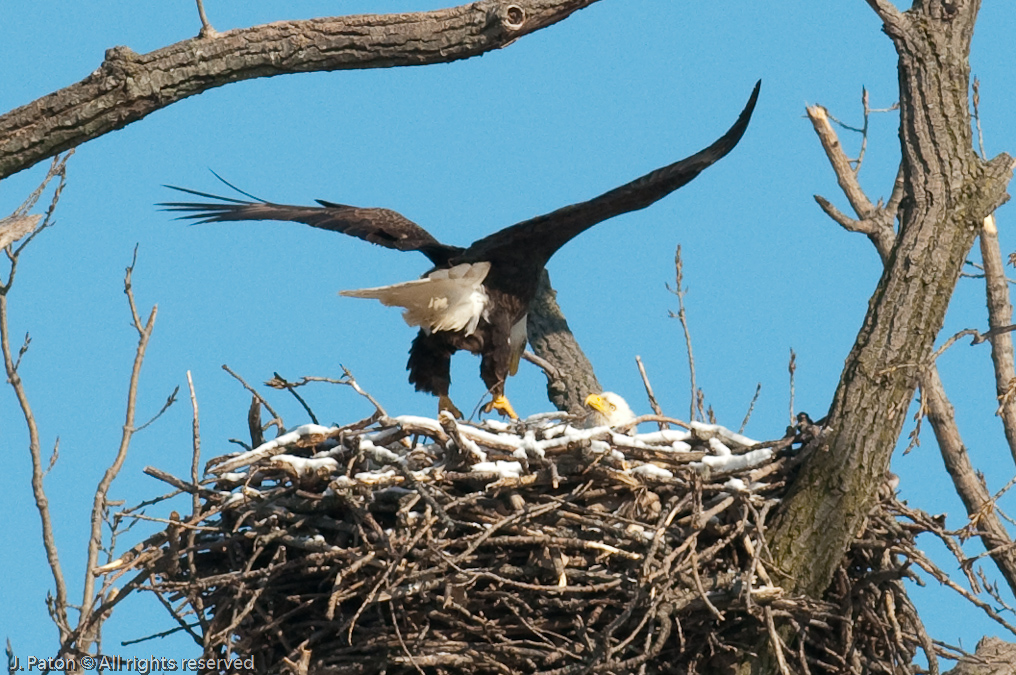 Adult Approaches The Nest   Levee Road Near the Mississippi River, Kentucky