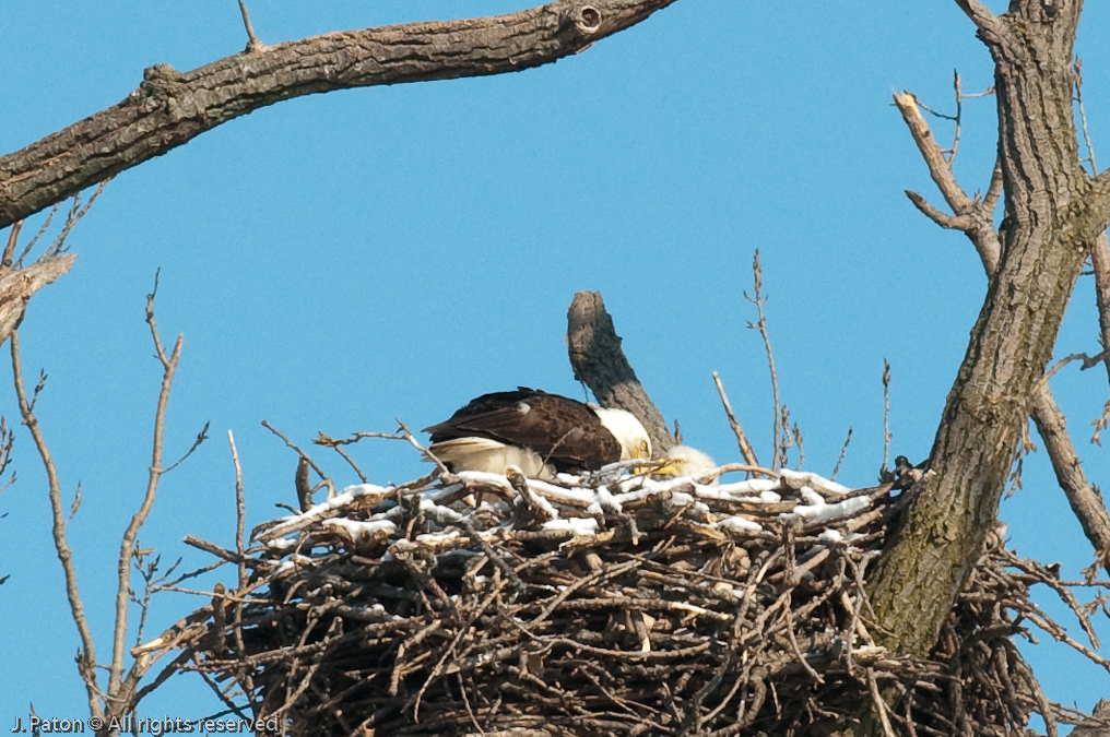 Both Bald Eagles   Levee Road Near the Mississippi River, Kentucky