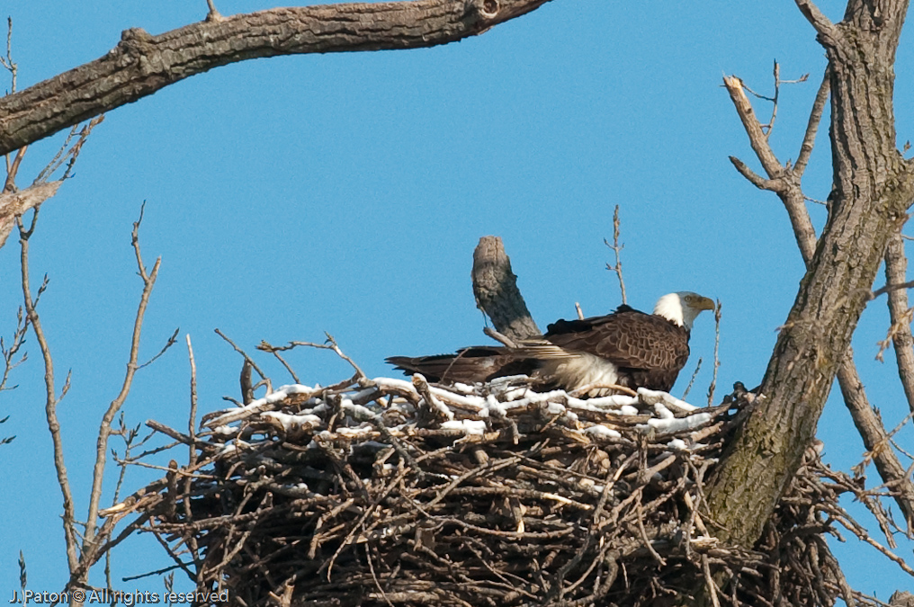 Other Eagle Leaving the Nest   Levee Road Near the Mississippi River, Kentucky