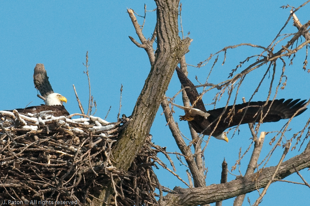 Other Eagle Leaving the Nest   Levee Road Near the Mississippi River, Kentucky