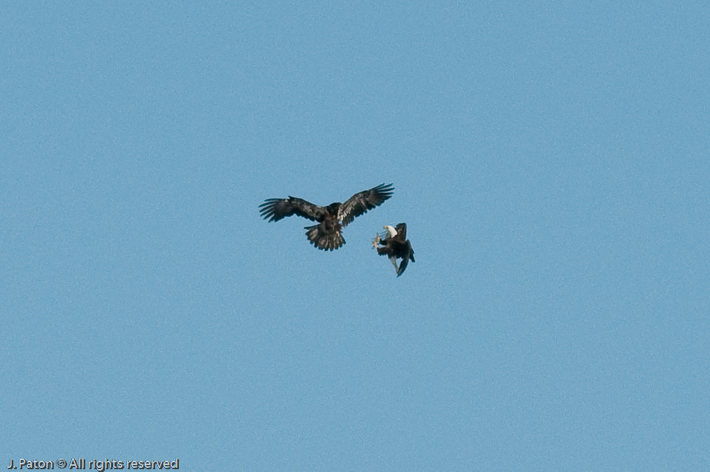 Adult and Immature Bald Eagle with Small Turtle   Levee Road Near the Mississippi River, Kentucky
