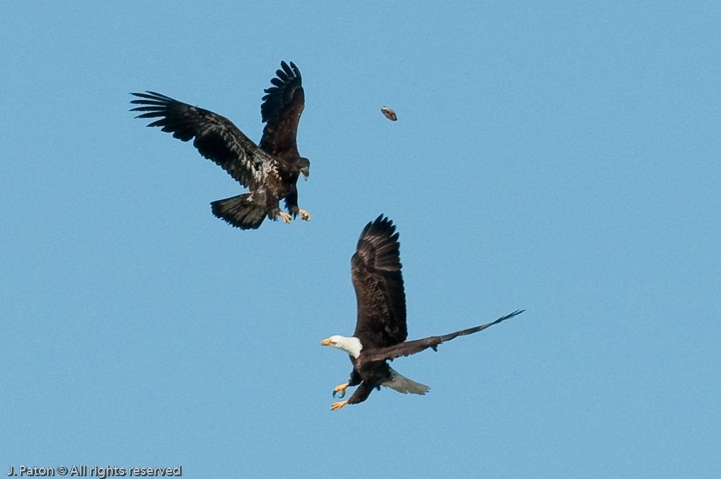 Adult and Immature Bald Eagle with Small Turtle   Levee Road Near the Mississippi River, Kentucky