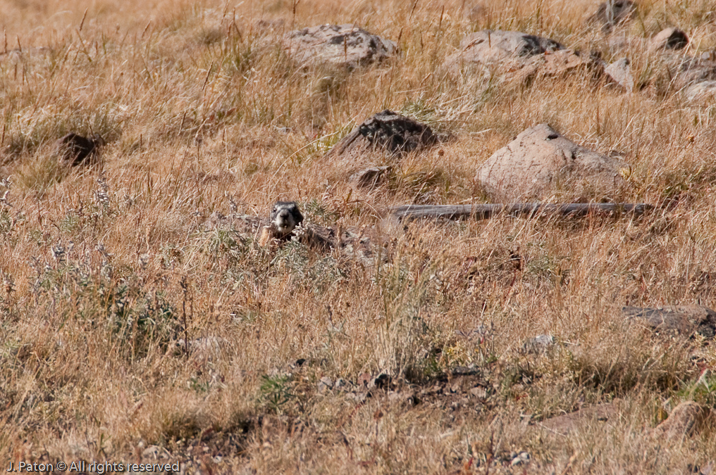 Yellow-bellied Marmot   Mount Washburn, Yellowstone National Park, Wyoming