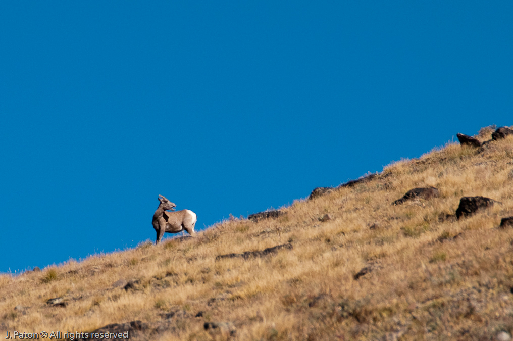 Bighorn Sheep    Mount Washburn, Yellowstone National Park, Wyoming