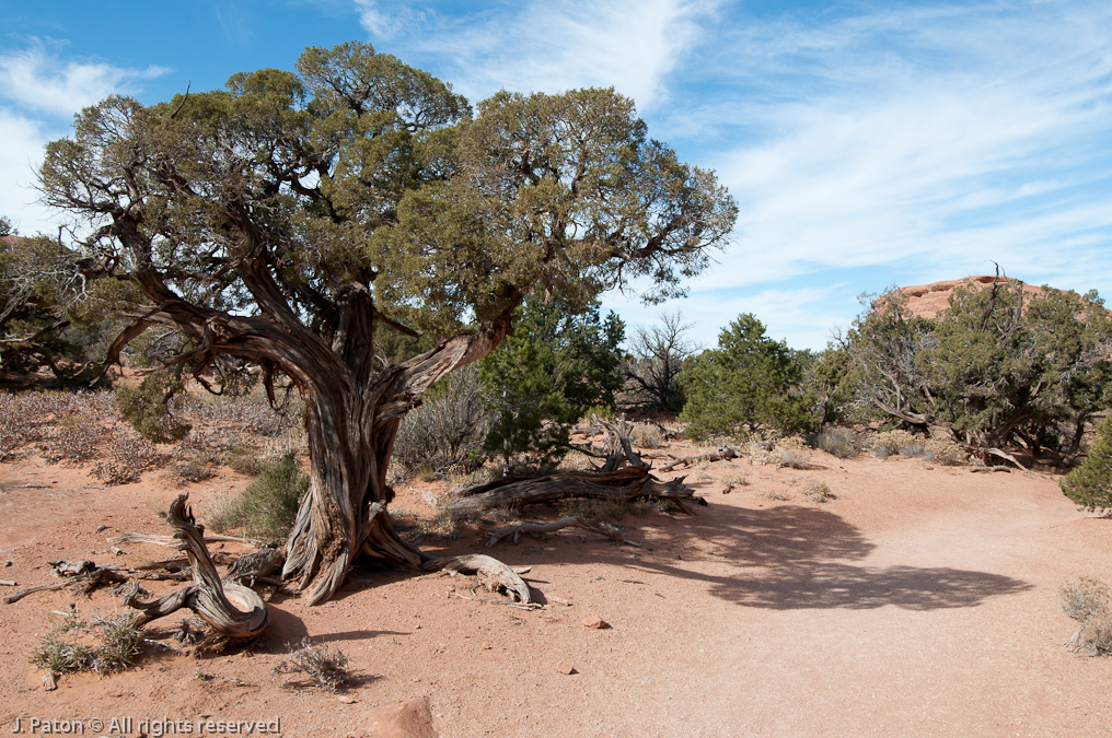    Devils Garden Trail, Arches National Park, Utah