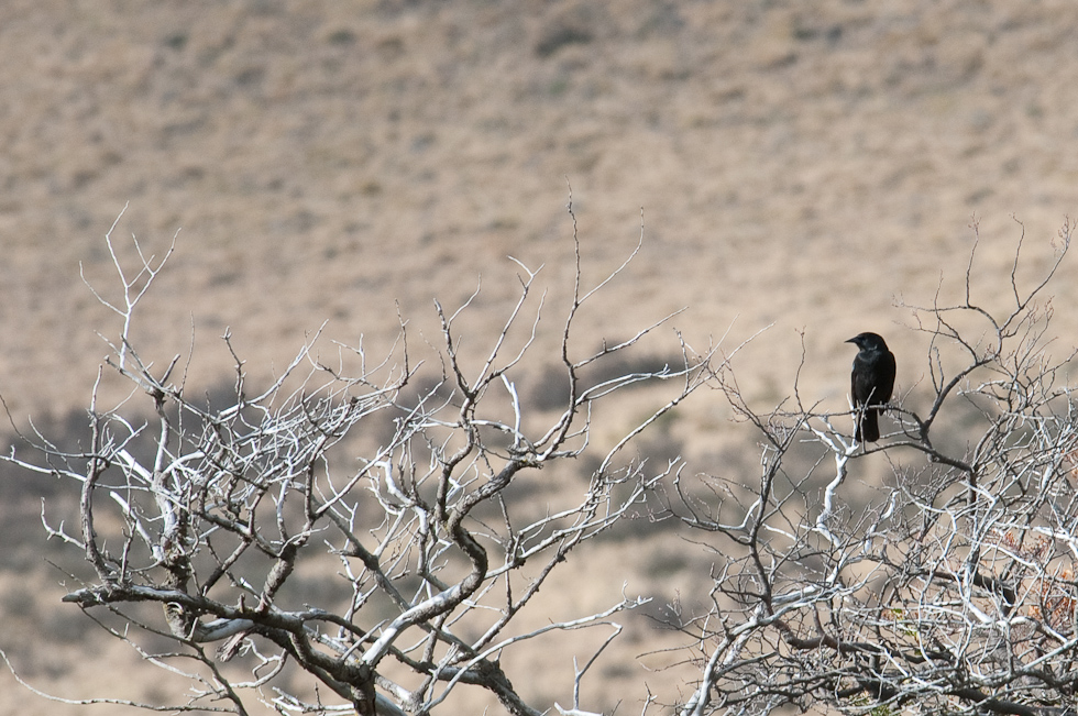 Looks like a crow but doesn't sound like one   Near Torres del Paine National Park, Chile