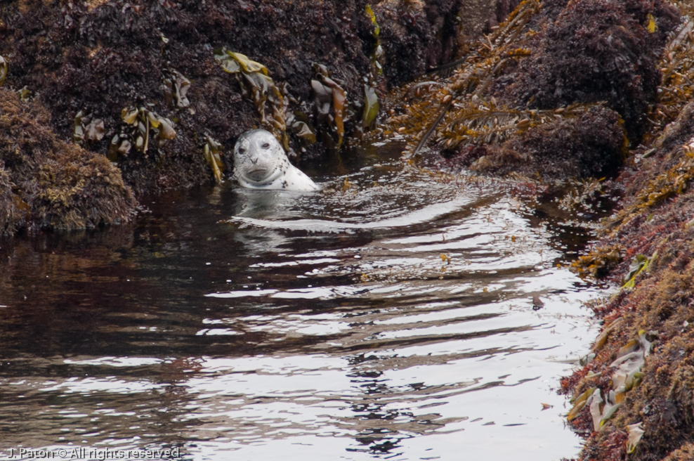    Monterey, California
