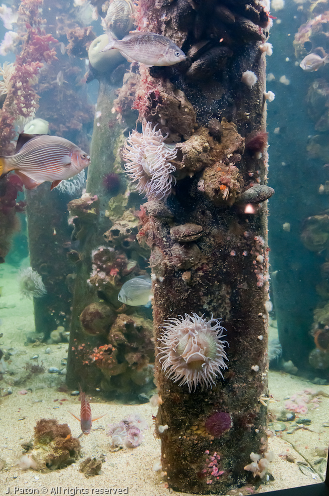 Monterey Bay Aquarium   Monterey, California