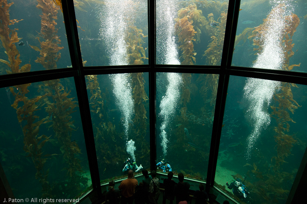Monterey Bay Aquarium   Monterey, California