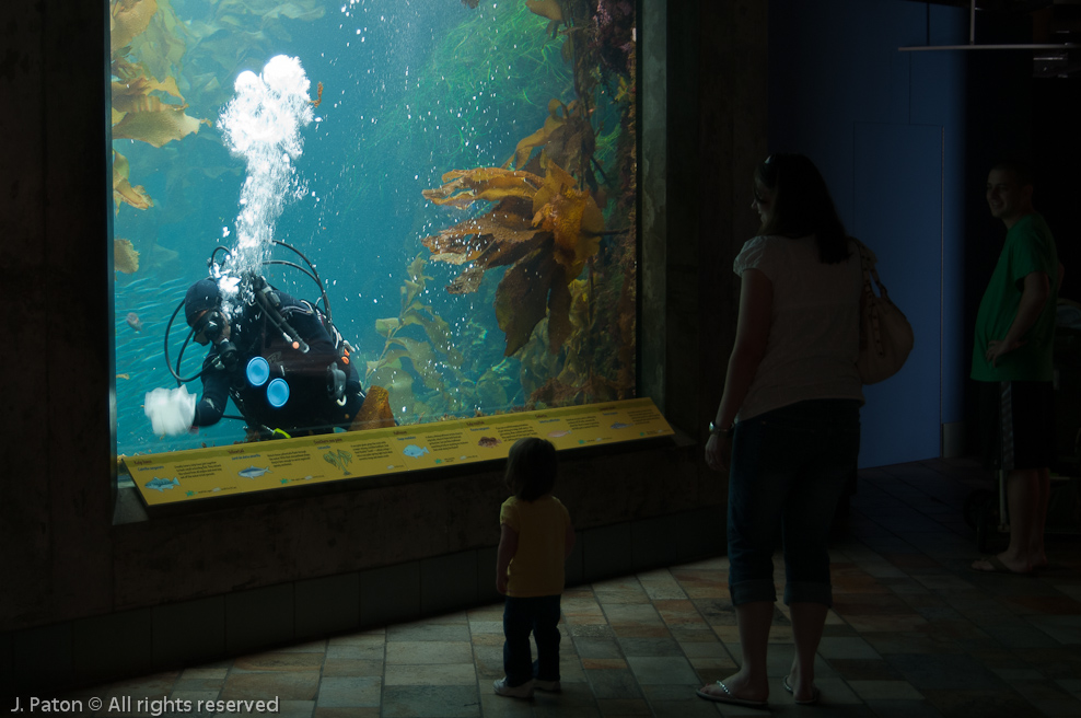 Monterey Bay Aquarium   Monterey, California